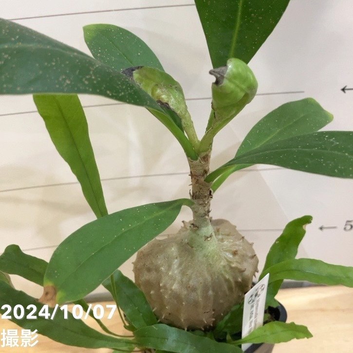 現品お届け】アリ植物 ミルメコディア Myrmecodia tuberosa 
