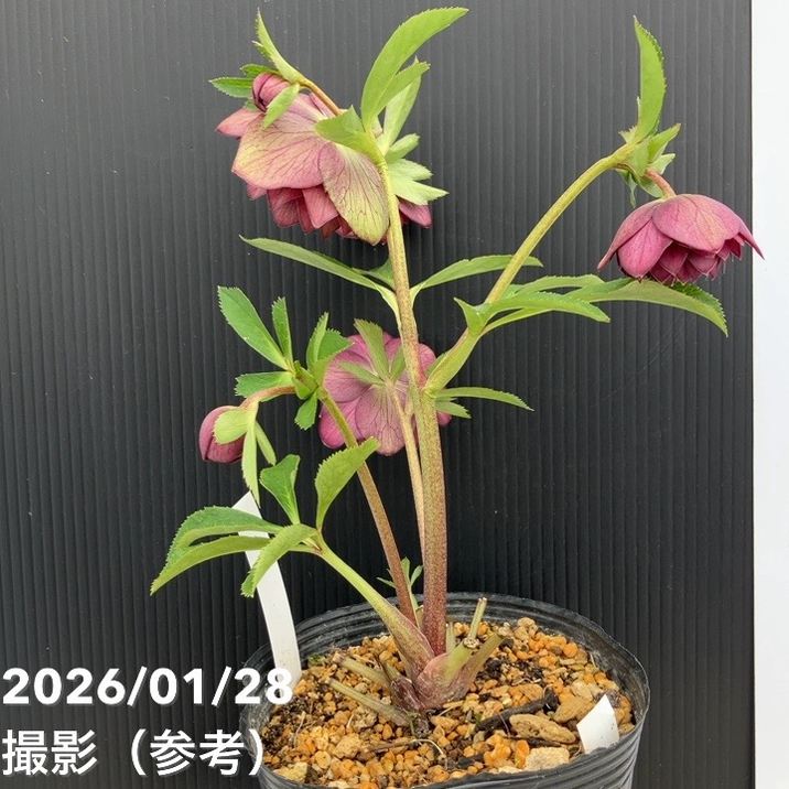 お買い得一点物咲き進み株】加藤農園 艶々系クリスマスローズ キラメキ