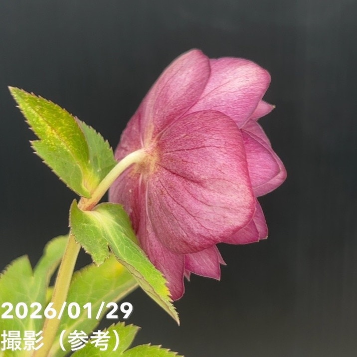 お買い得一点物咲き進み株】加藤農園 クリスマスローズ グロッシー