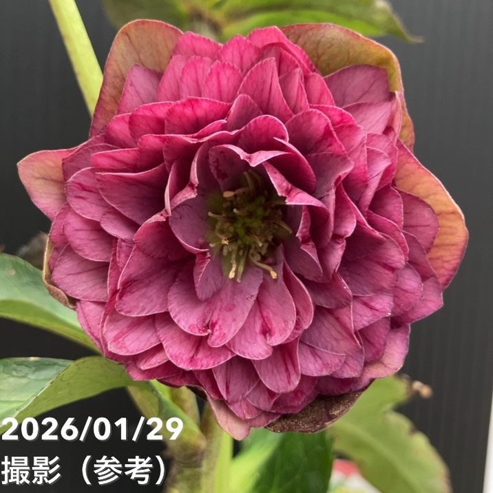 一点物】横山園芸 クリスマスローズ プリマドレス 4.5号（YK13）｜山野