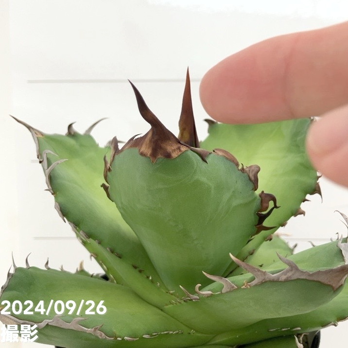 現品お届け】アガベ 4号 チタノタ 強棘仁王冠 Agave titanota（A31