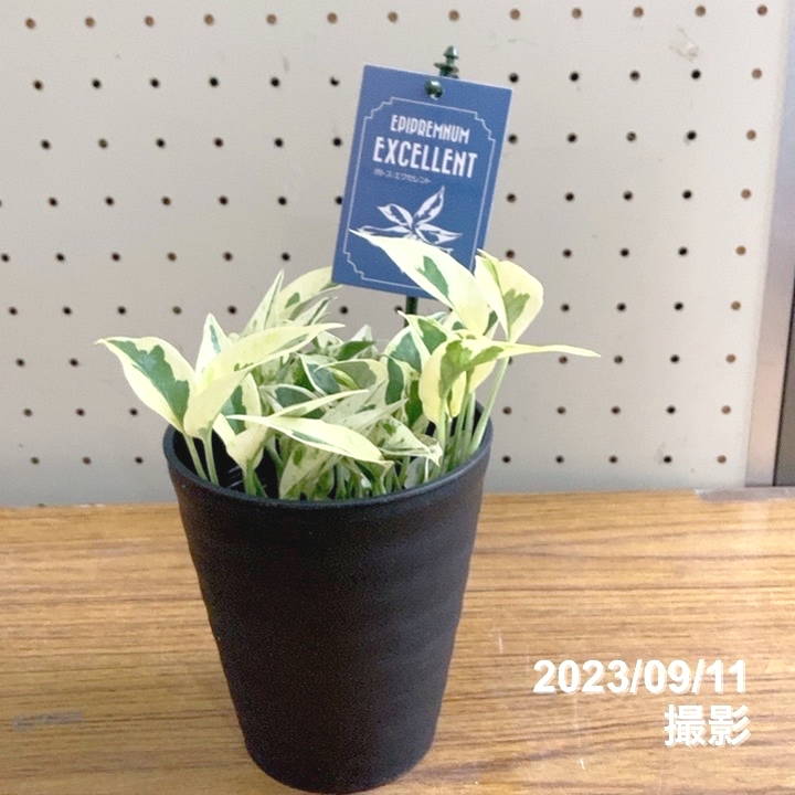 激レア！数量限定】ポトス エクセレント 4号 PVP（鉢色おまかせ