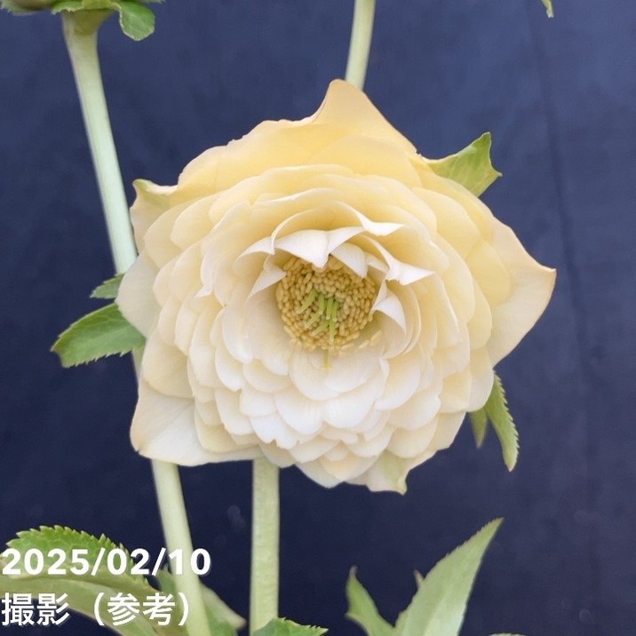 7507 認定！ホワイトアフロディーテクリスマスローズ開花加藤農園