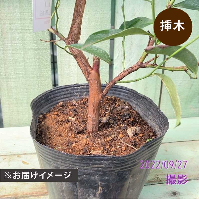 ブルーベリー苗 パウダーブルー＆バルドウィン大苗2本セット