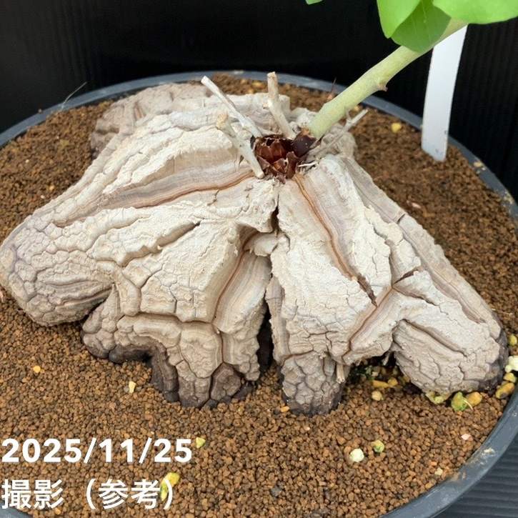 現品お届け】アフリカ亀甲竜 9号｜観葉10-TU | 観葉・多肉 | 赤塚
