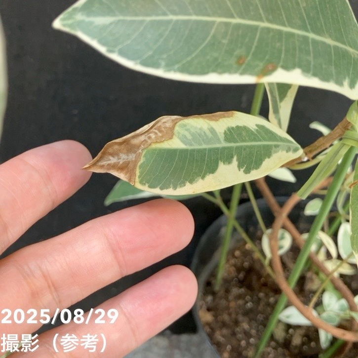ガジュマル 斑入り 挿木 5号｜観葉04-PA | 観葉・多肉 | 赤塚植物園