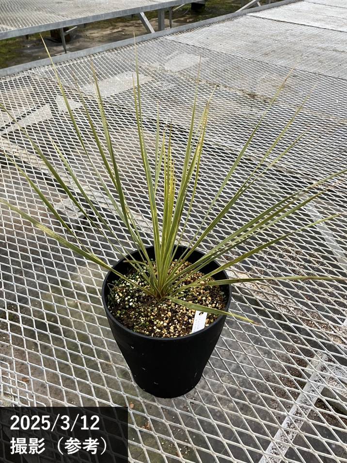 ユッカ 6号 ロストラータ サファイアスカイズ（Yucca rostrata