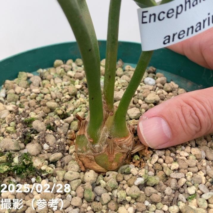 激レア！現品お届け】エンセファラルトス アレナリウス（Enephalartos