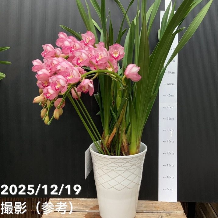シンビジューム アーチ 7号陶器鉢 5本立 福助 フクスケ｜s200｜洋蘭04