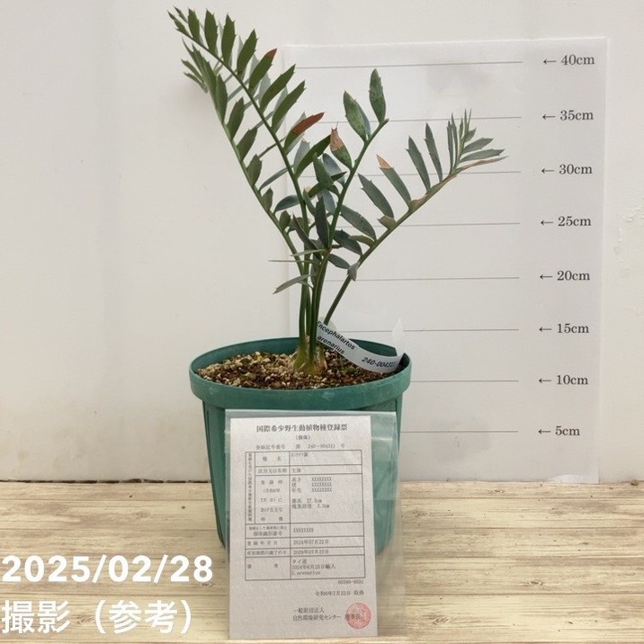激レア！現品お届け】エンセファラルトス アレナリウス（Enephalartos