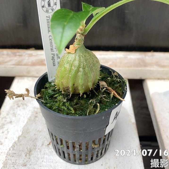現品お届け】アリ植物 ミルメコディア Myrmecodia sp. aff. ferox