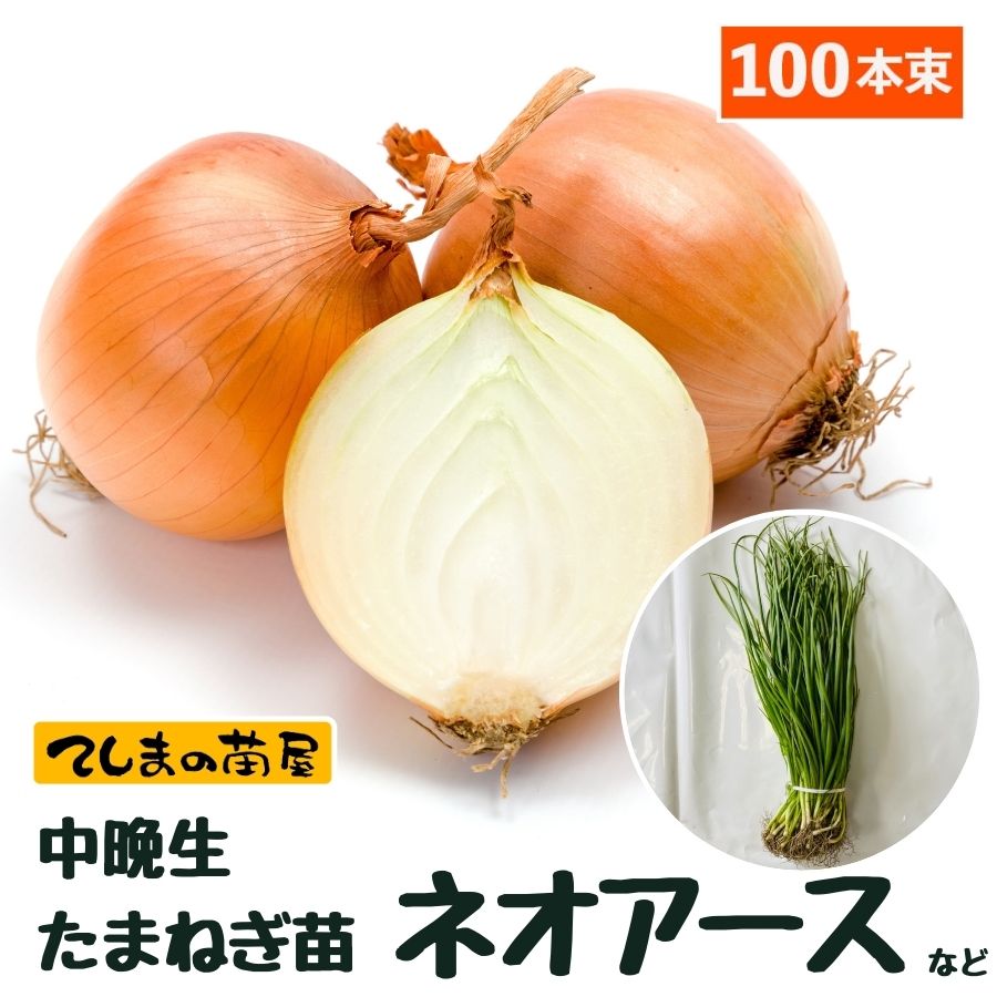 中晩成 たまねぎ苗 抜き苗 約100本束 ネオアース 11月上旬～発送