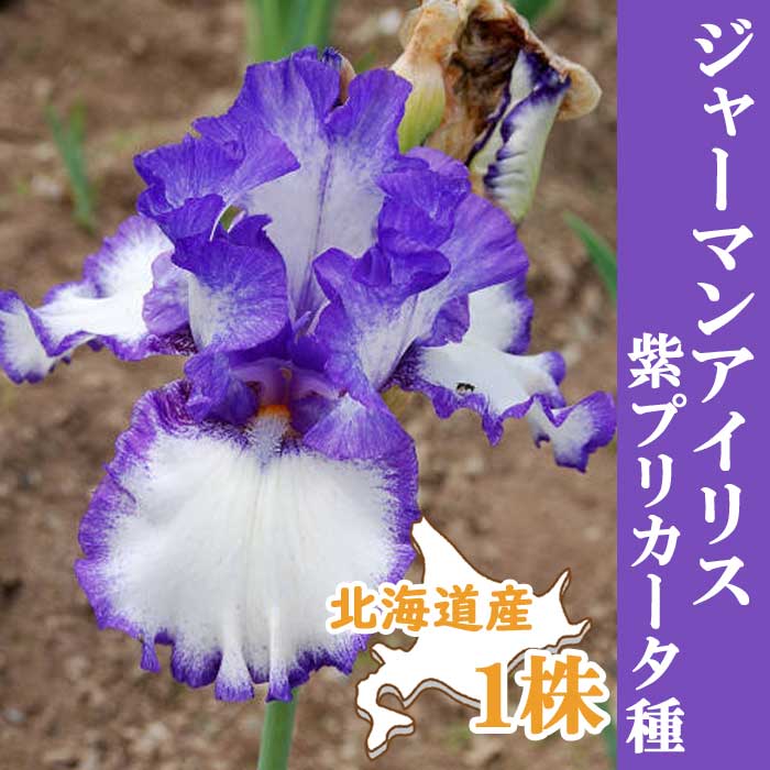 ジャーマンアイリス 球根 【 紫 プリカータ種 】1株 北海道産 育て