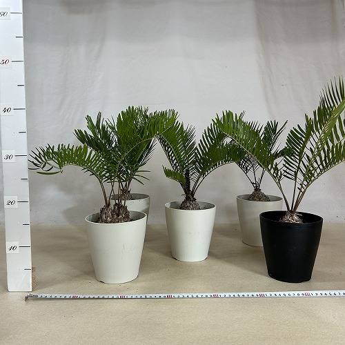 ザミア フロリダーナ(メキシコソテツ) 5号鉢(個体おまかせ1鉢)｜芳樹園