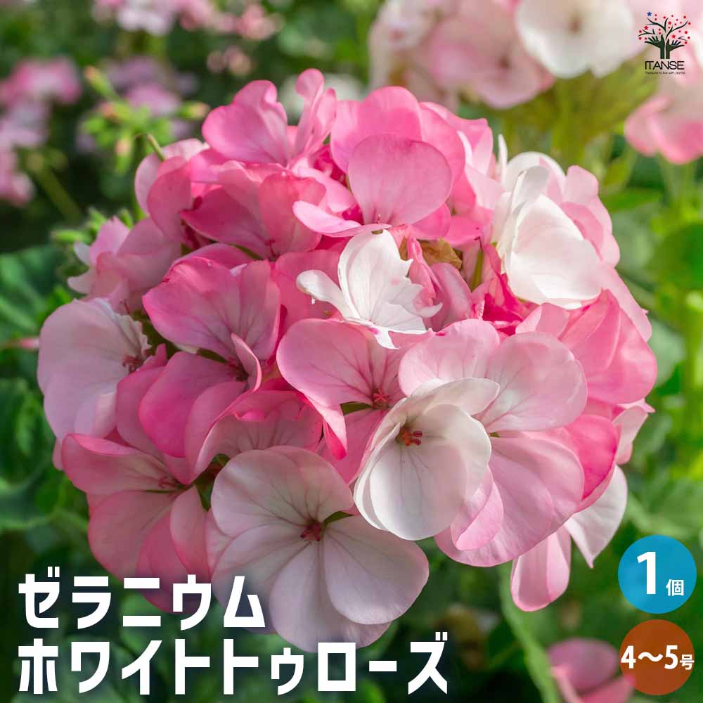 ゼラニウム ホワイトトゥローズ 【花苗 4～5号鉢 多年草／1個売り