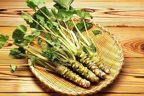 静岡県産 わさび苗 100本 ワサビの苗 園芸ネット本店｜[26年