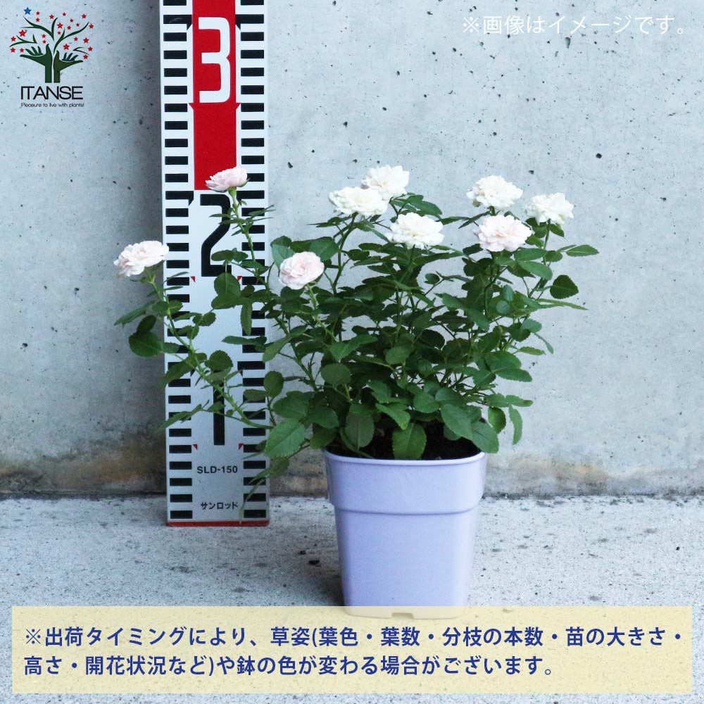 ミニ薔薇の苗 グリーンアイス【花苗 3.5号鉢／1個売り】｜ 【植物の