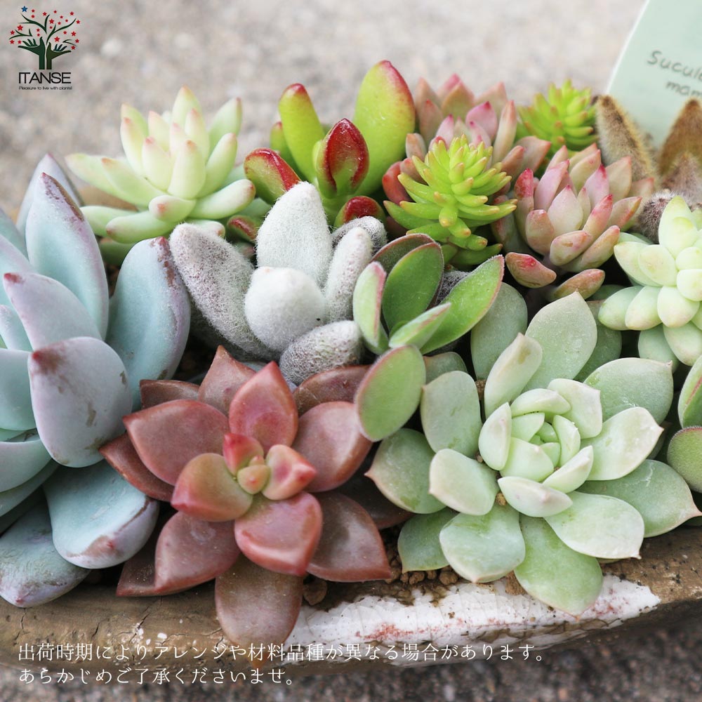 多肉植物 寄せ植え アズカーワイド(どこにでも置きやすいサイズの楕円