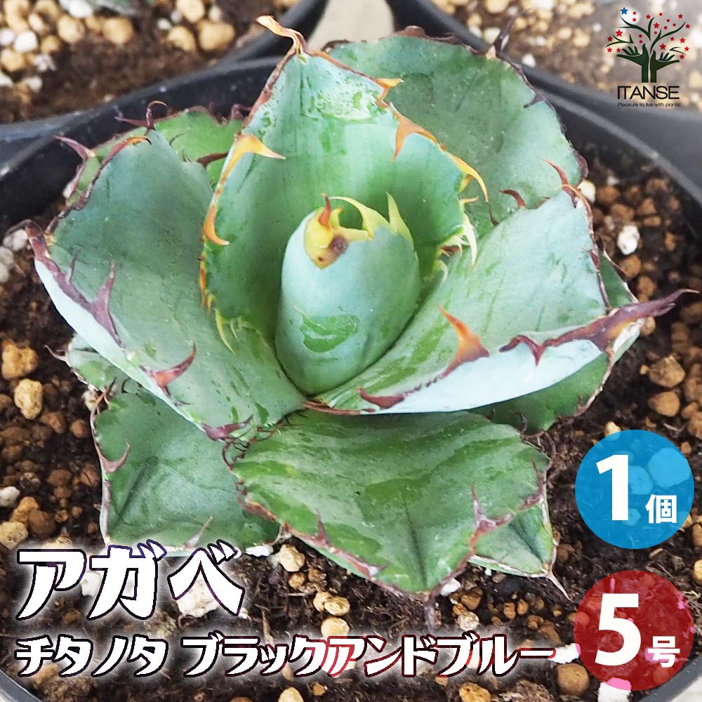 アガベ チタノタ・ブラックアンドブルー【多肉植物 5号鉢／1個売り