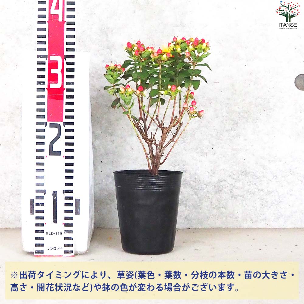 ヒペリカム マジカルビューティー【花苗 3.5号ポット】｜ 【植物の