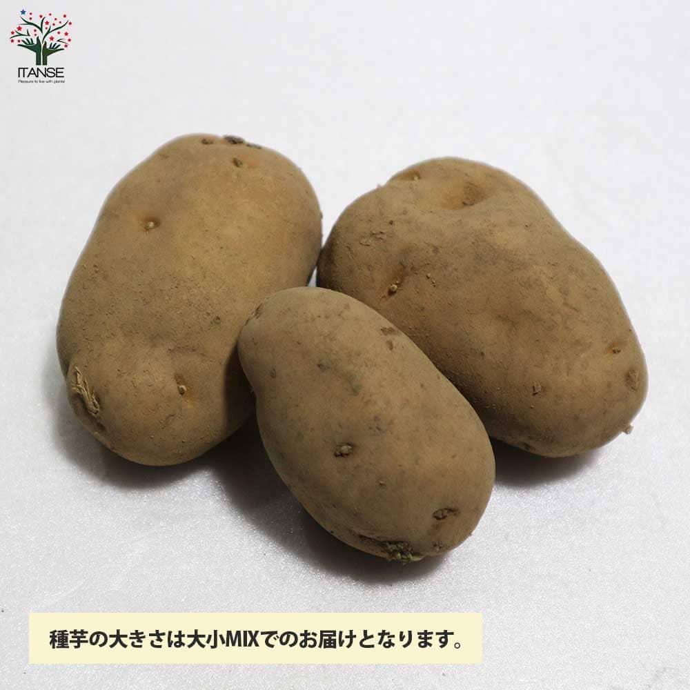 じゃがいもの種芋 品種:インカのめざめ【野菜種芋】｜ 【植物の