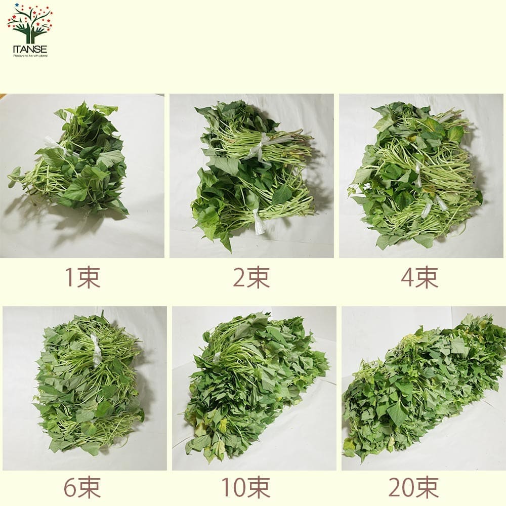 さつまいも切苗 品種：金時(キントキイモ)【野菜の苗／切苗(約25本/束