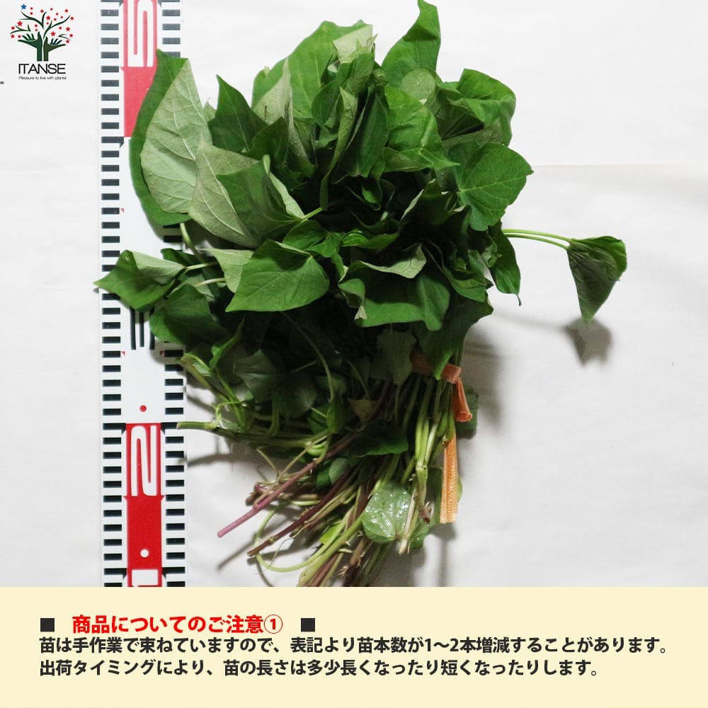 さつまいも切苗 品種：紅はるか(ベニハルカ)【野菜の苗／切苗(約25本