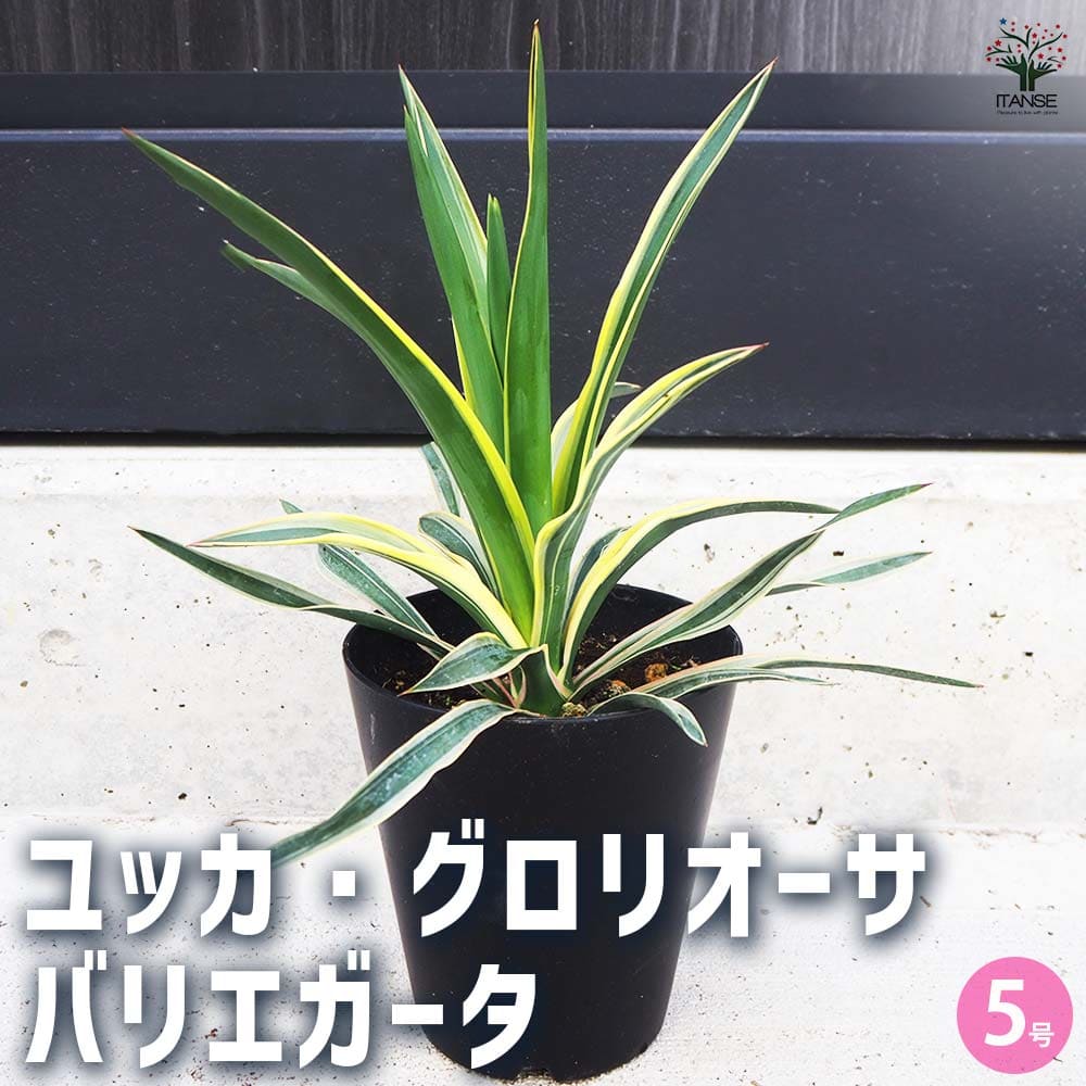 観葉植物 ユッカ・グロリオーサ バリエガータ 【観葉植物 5号鉢／1個