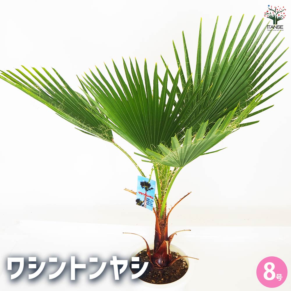 観葉植物 ワシントンヤシ 【観葉植物 8号／1個売り】｜ 【植物の
