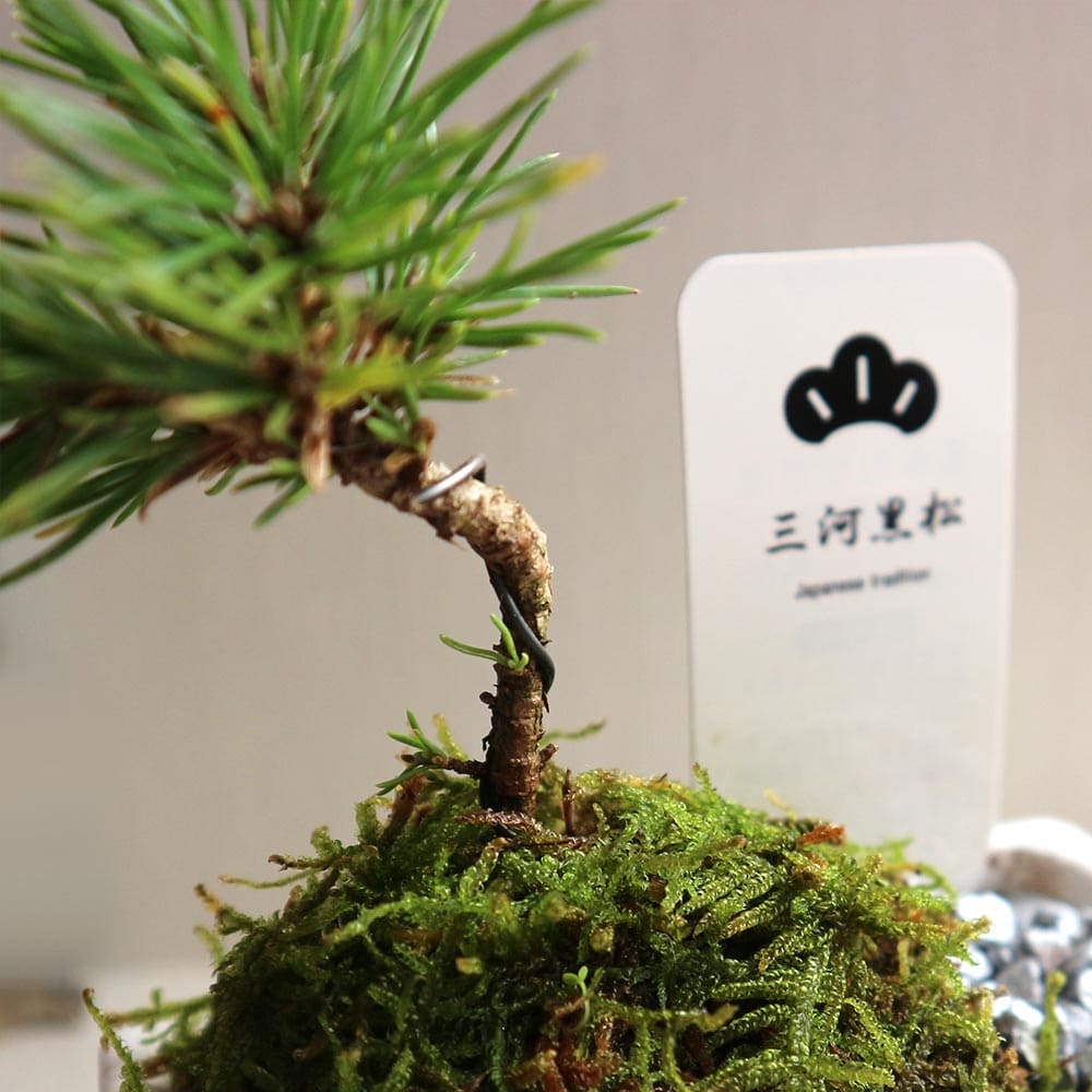 盆栽 三河黒松 すず【盆栽 3寸】｜ 【植物のITANSE】全品送料