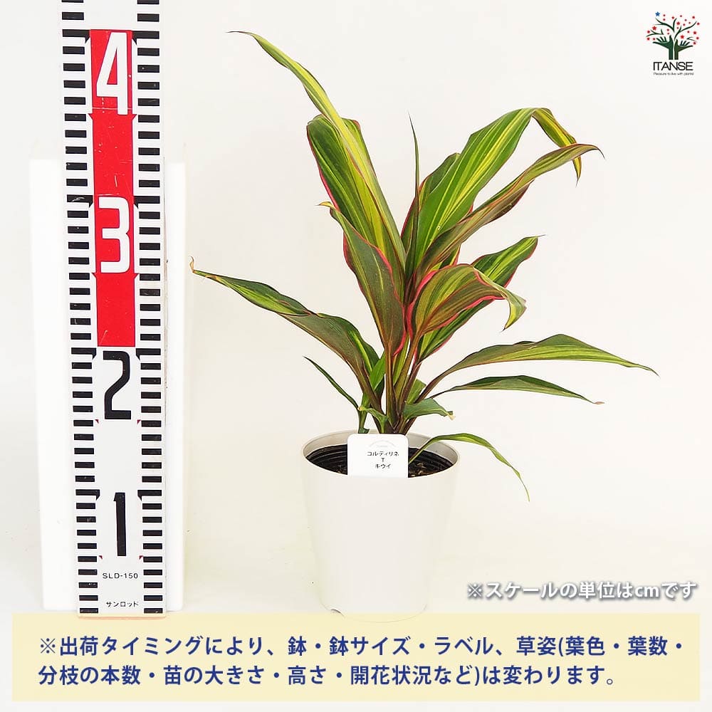 コルディリネ キウイ 【観葉植物 4号】｜ 【植物のITANSE】全品