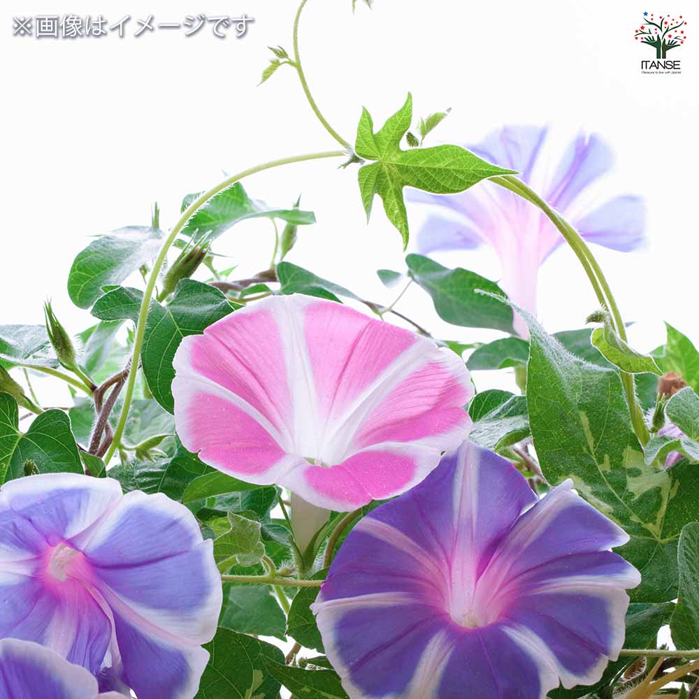 種子 午後まで咲いてる曜白朝顔 混合 【 約20粒／1袋売り】｜ 【植物の