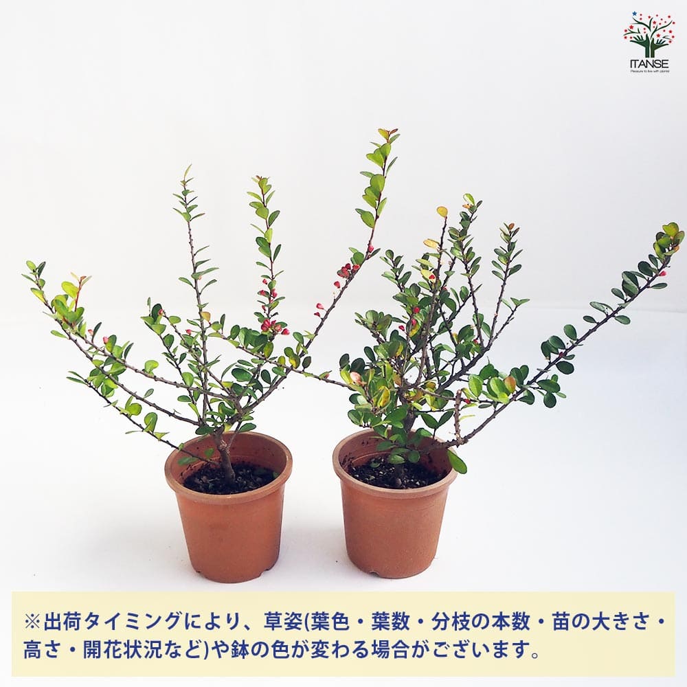 ハリツルマサキ 【花木苗 4号鉢】｜ 【植物のITANSE】全品送料