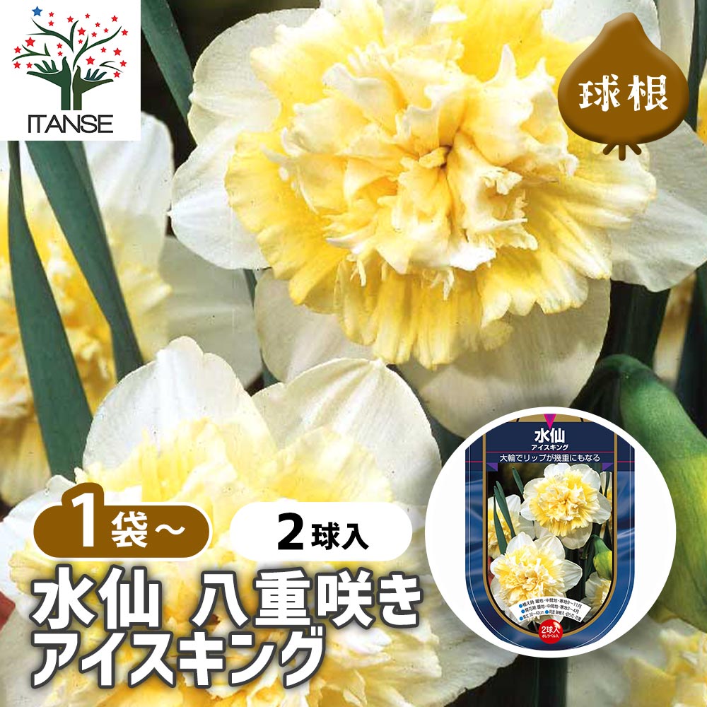 球根 水仙八重咲き アイスキング 【花球根 2球】｜ 【植物の