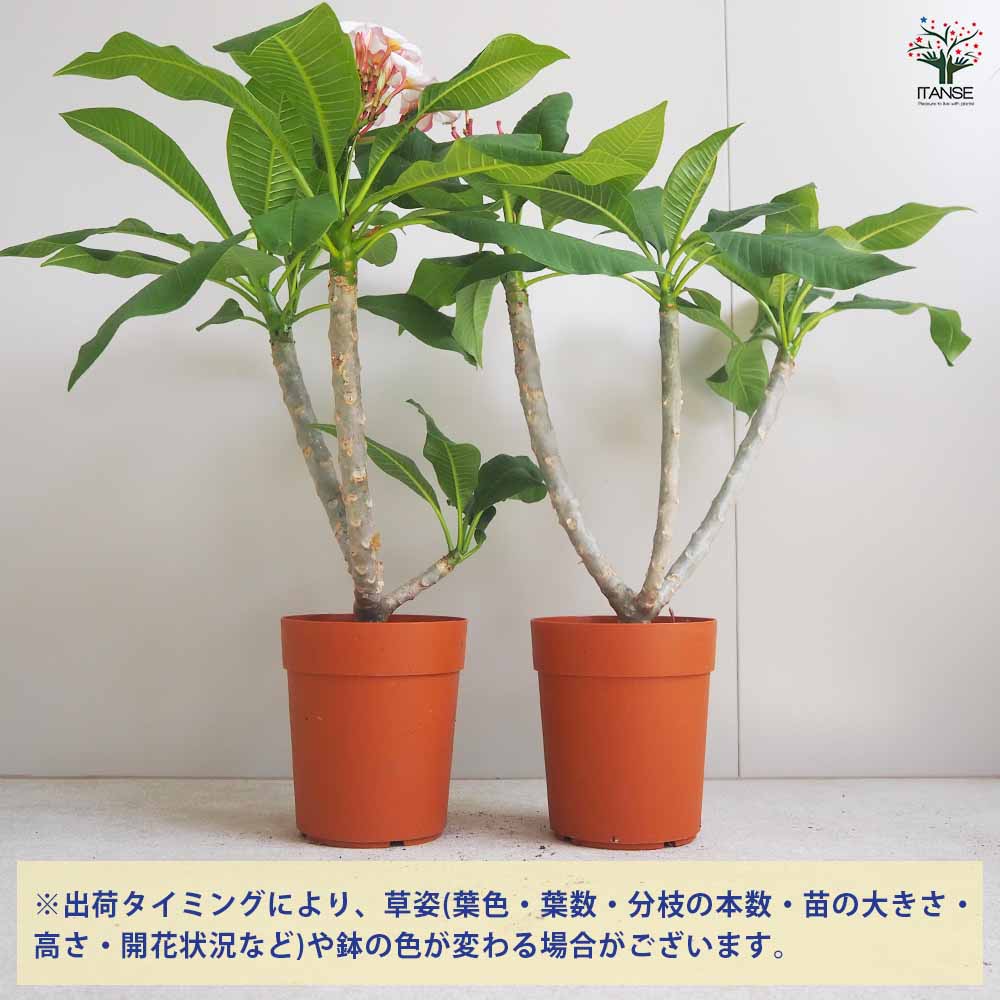 プルメリア苗木 ジャングルジャックホワイト 【花木苗 5号鉢／1個売り