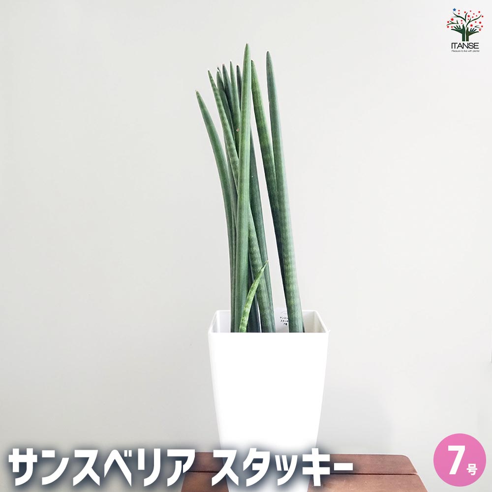 サンスベリア スタッキー 【観葉植物 7号／1個売り】｜ 【植物の