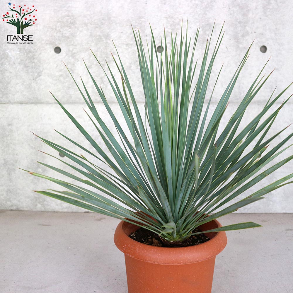 AL-F1161】ユッカ ロストラータ 超美形 極太 強シルバー個体 AL-F1161