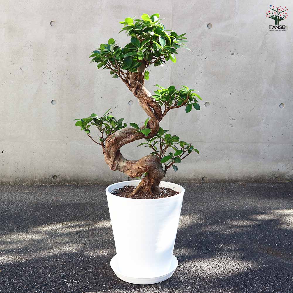 太幹 どっしり曲がりガジュマル 8号 (現品) 縁起物 根上り 太幹