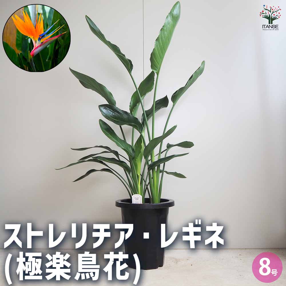 ストレリチア レギネ(極楽鳥花) 【観葉植物 8号鉢／1個売り】｜ 【植物