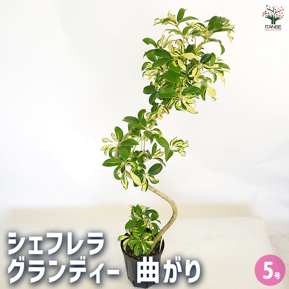 シェフレラ グランディー曲がり 【観葉植物 5号／1個売り】｜ 【植物の