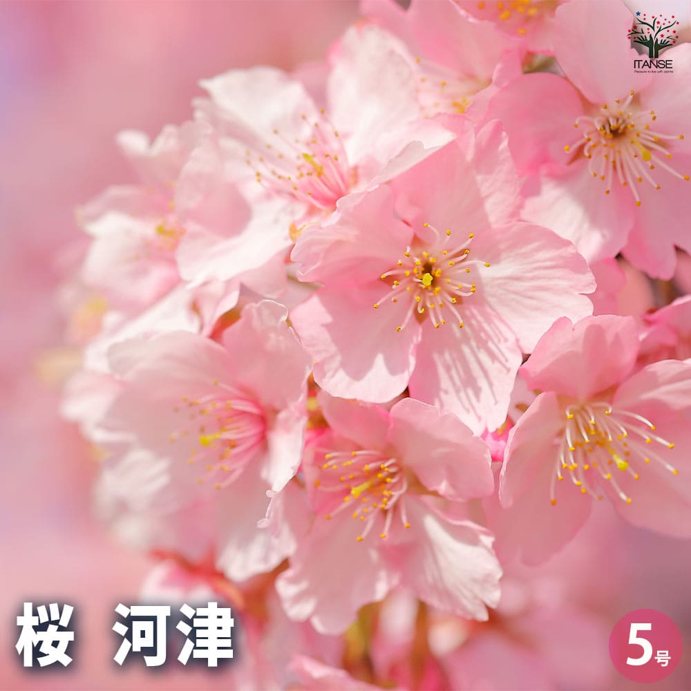 桜の苗木 河津 【花木苗 5号】｜ 【植物のITANSE】全品送料無料
