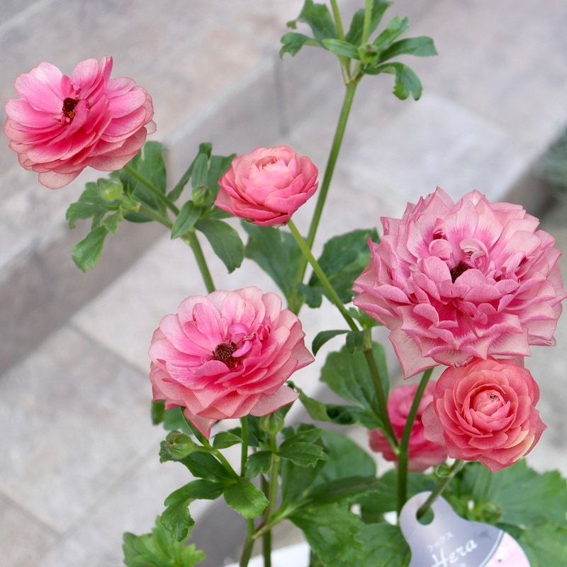 ラナンキュラス ラックス リーベラ 希少苗 タグ付き 7芽