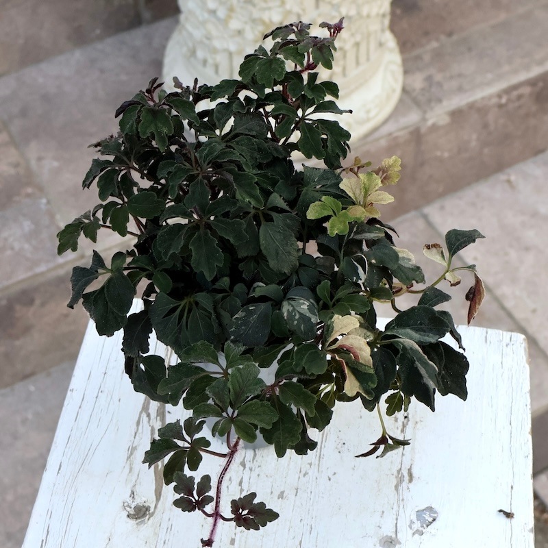 NEW☆斑入りミカニア・デンタータ「ファントム」