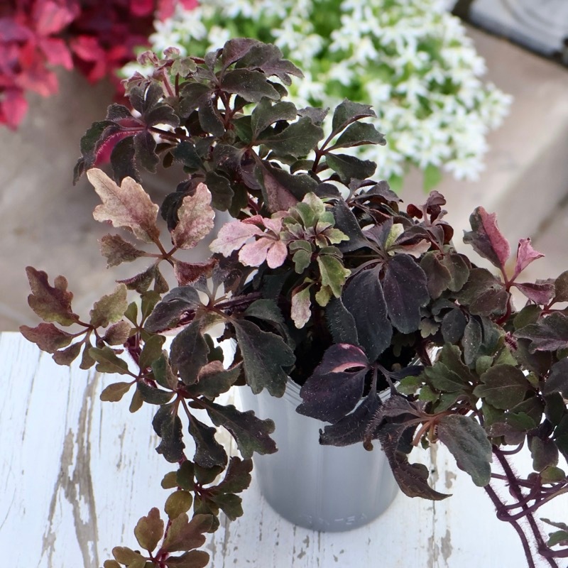 NEW☆斑入りミカニア・デンタータ「ファントム」