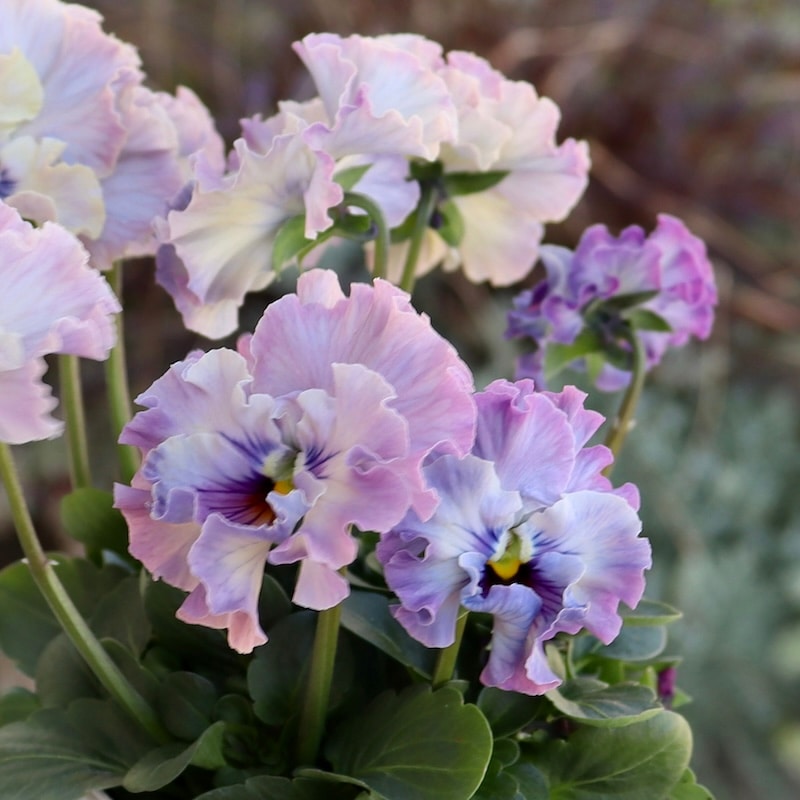 来シーズン発売予定の新品種☆画像の花みっけ!! 】1点限り☆桂楓園さん