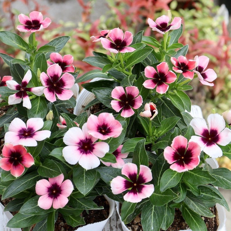 22_000000002246.jpg?1684389760