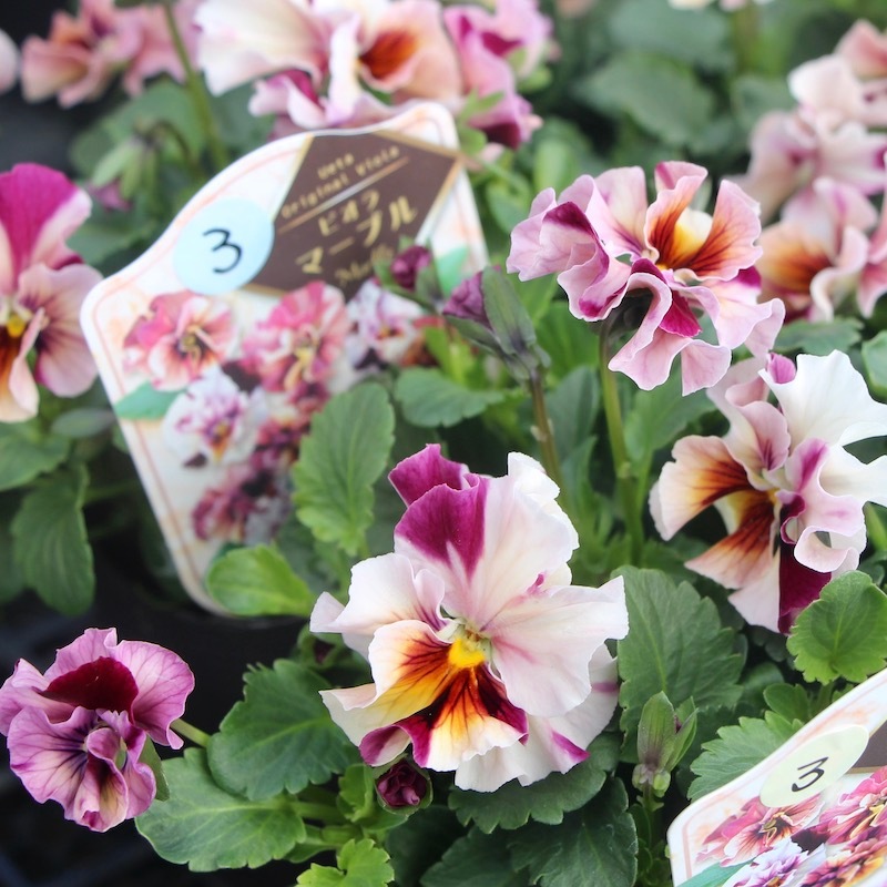 画像で色を選べる!!高知・植田さんのフリル咲きビオラ「マーブル」32番