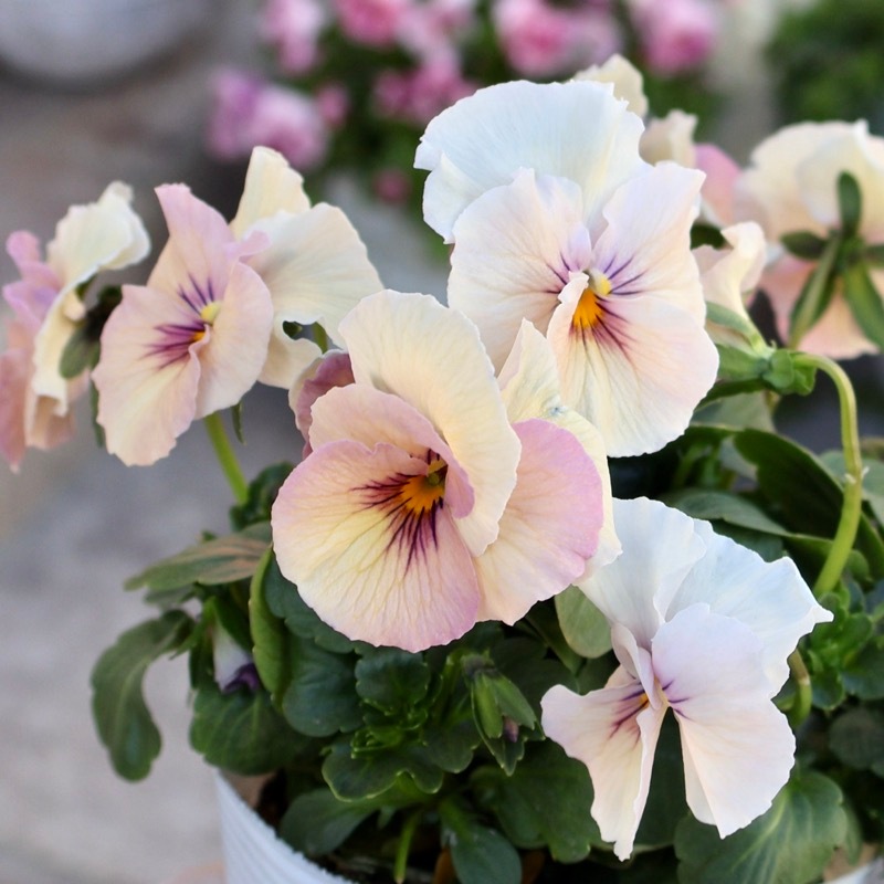 画像の現品1点限り!!》高知・植田さんのビオラ☆試験品種〈25-20〉