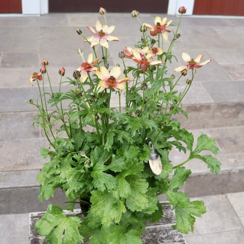 特大株!!画像(ラスト10枚)の現品1点限り☆ラナンキュラス・ラックス