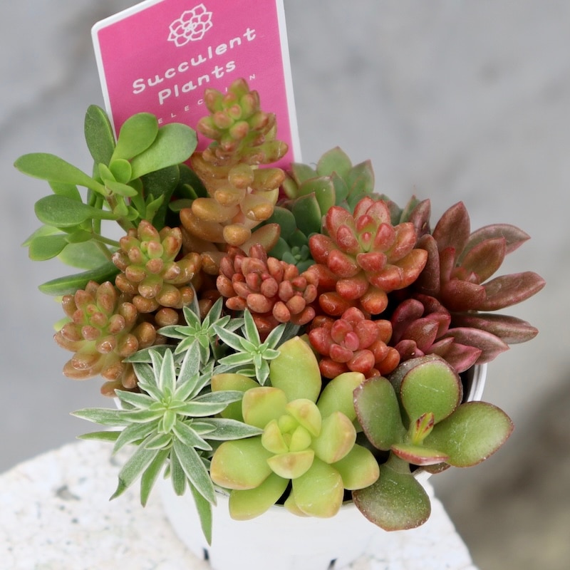 どれも絶対可愛い♪多肉のお任せ寄せ植え(2.5号鉢)